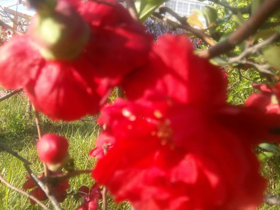 【天涯“纽薇兰蜂蜜杯”征文】花的随想〔散文随笔〕