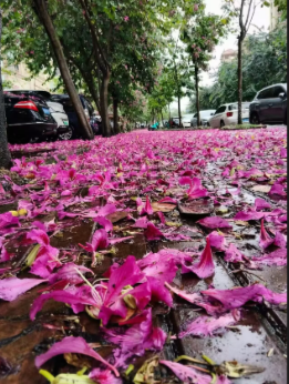 【柳岸·红】远方的红木棉 （散文）