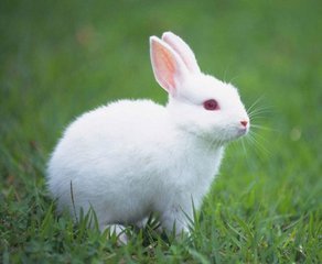 有趣的小白兔（记叙文）