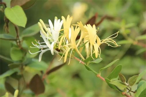 【萌芽】金银花（记叙文）