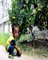 门前那棵柚子树