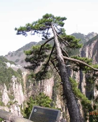 树
