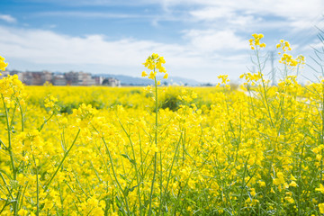 【萌芽】美丽的油菜花（记叙文）