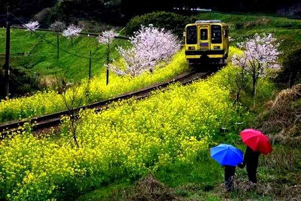 【八一】桃花朵朵开（散文·家园）