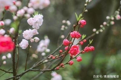 【流年】梦里花开知多少（散文）