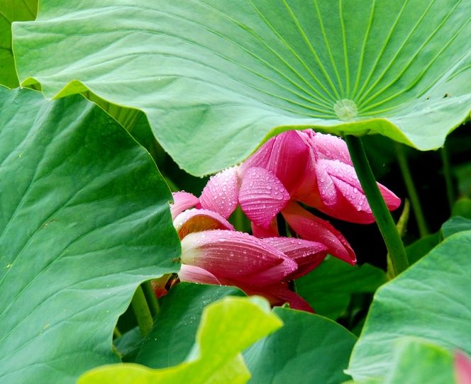 【八一】七言杂咏·四季芙蓉（新韵12首·家园）