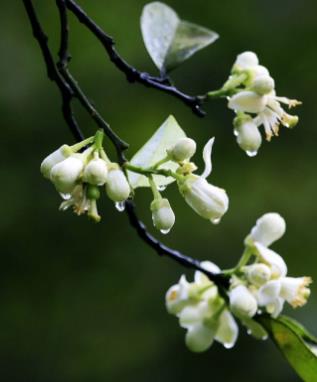 【流年·那年花开月正圆】柚花祭（征文·散文）