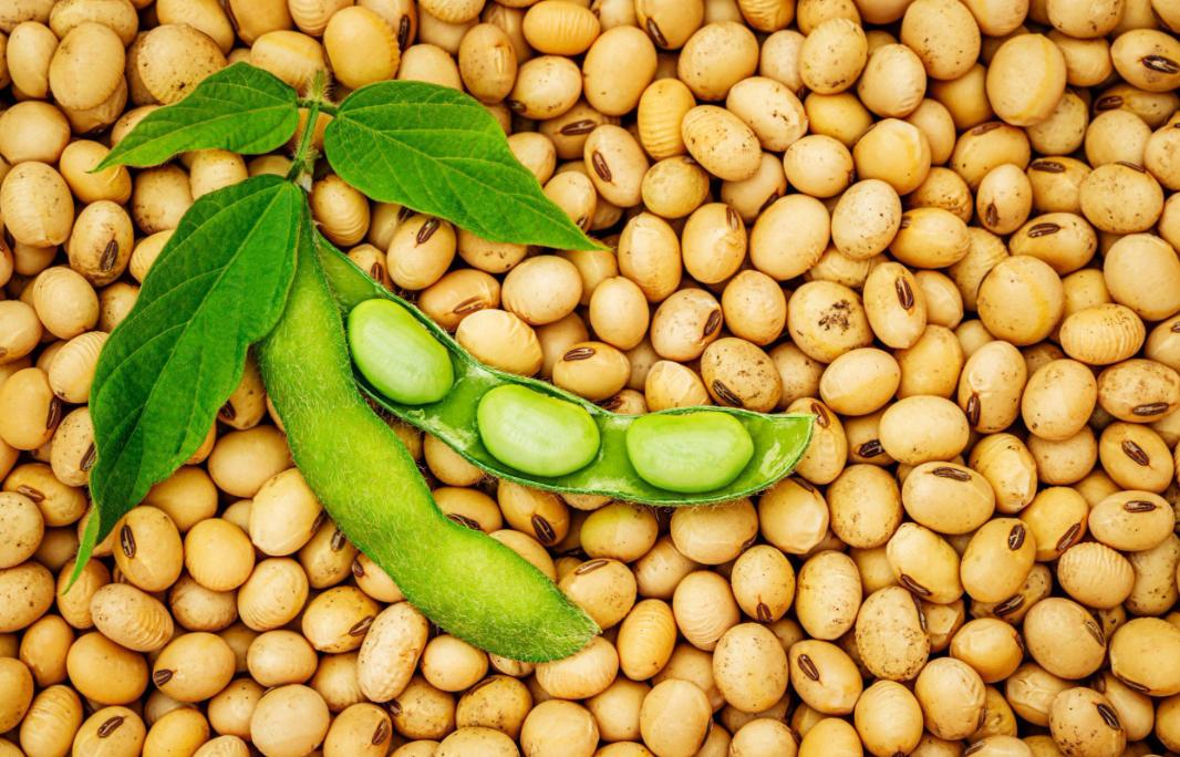 【宁静·遇】大豆香浓（散文）