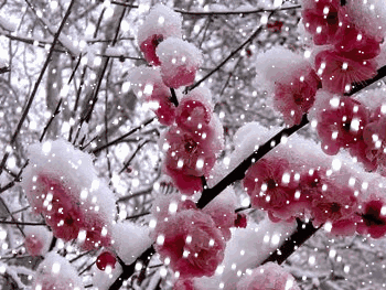 【时光】我和春雪有个约会（散文）