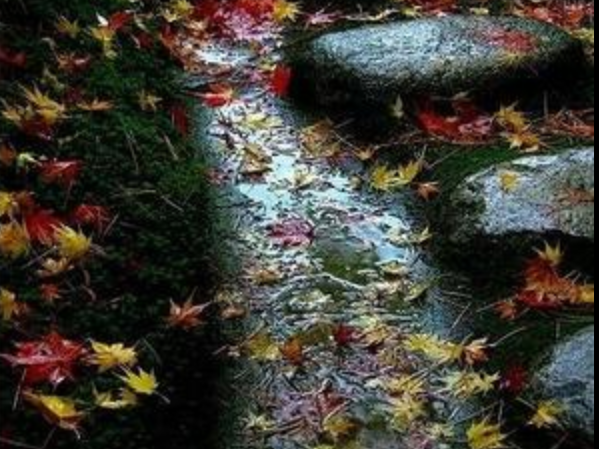 【八一】树叶（外二首·家园）