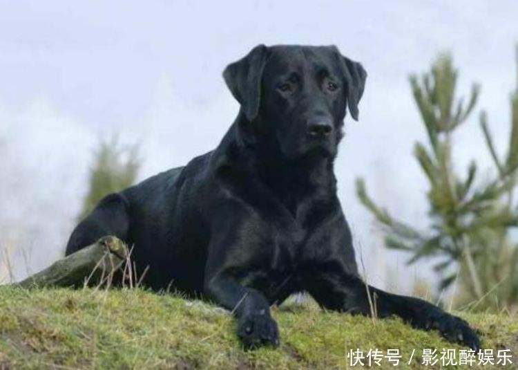【八一】可怜儿（散文）