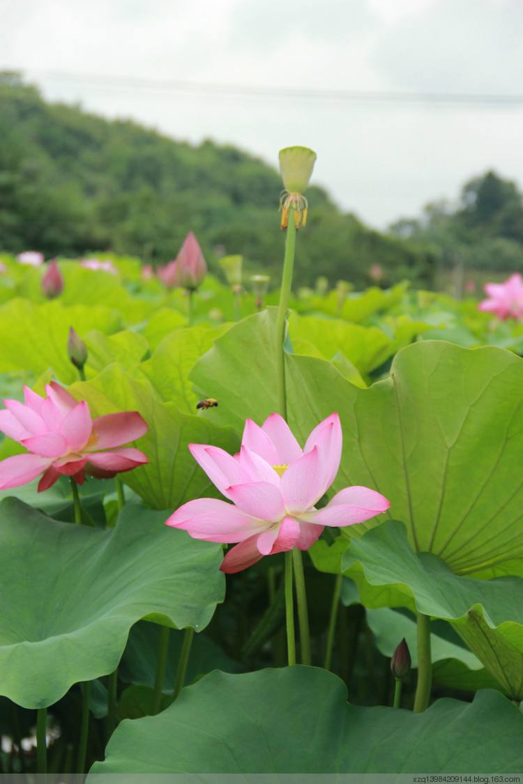 【丁香.祝福丁香】漫步在祖籍之地（散文）