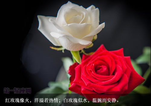 【丁香•祝福江山】带刺的白玫瑰（小说）