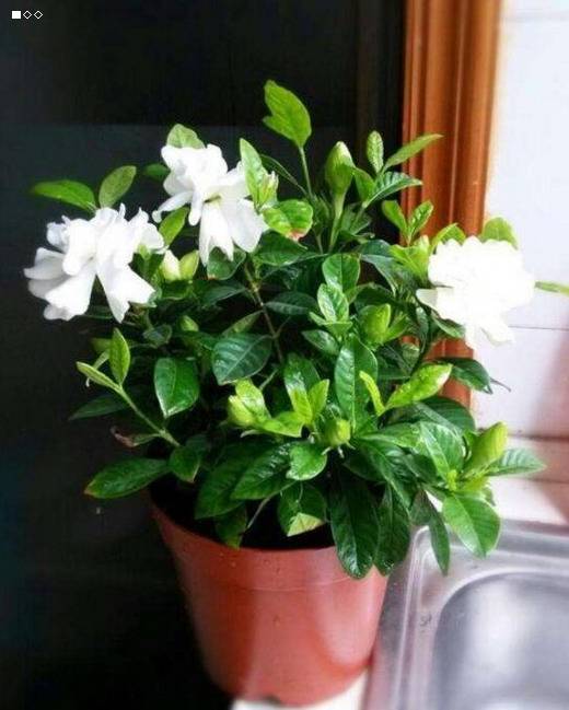 【荷塘】养花记（散文）
