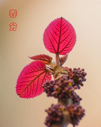春到春分