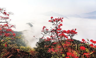 【八一】山里开遍映山红（散文·旗帜）