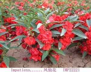 【荷塘“有奖金”征文】小小指甲花（散文）