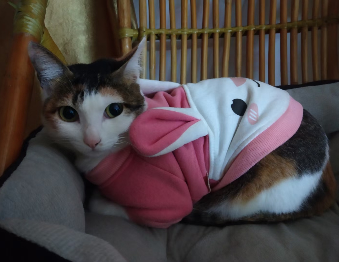 【八一】猫之劫（散文）