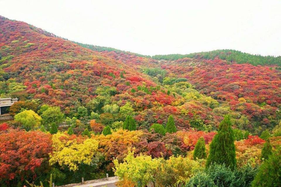 【八一】寻找南山那片鲜红（散文）