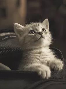 【流年】想念一只猫（散文）