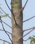 明秋