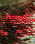 聆听花雨