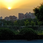 忘忧树