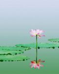 一抹青莲