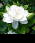 栀子花