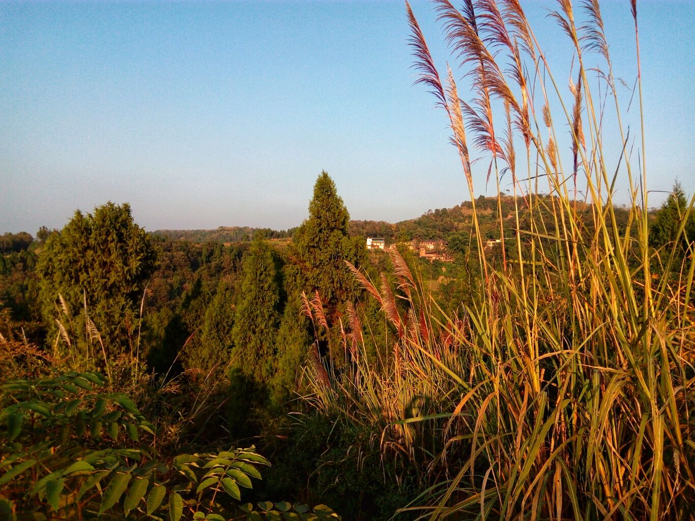 四川简阳市金马玉村，家乡对面山上的光坡梁子。
