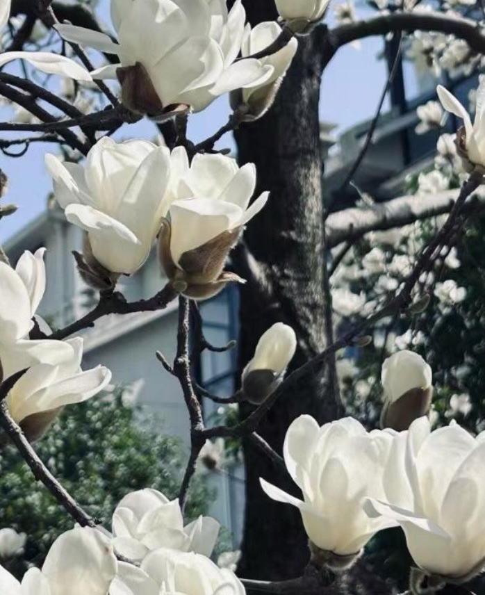 玉兰花，爱情与事业的见证。