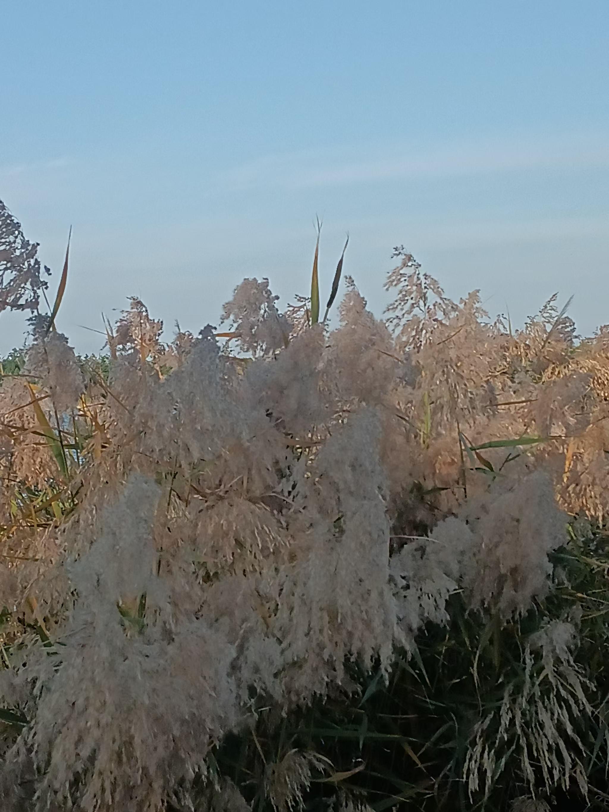 芦苇花