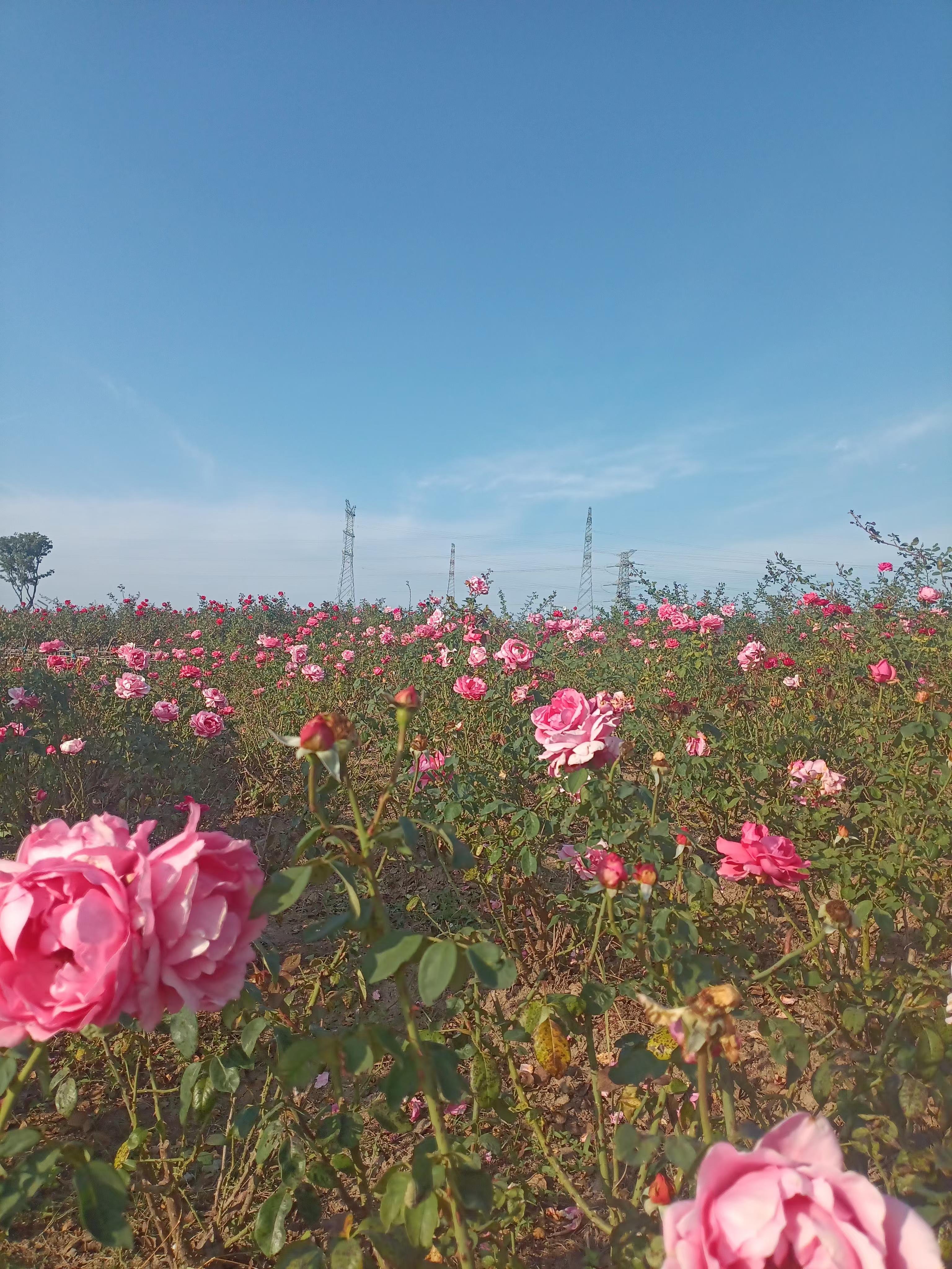 粉月季花