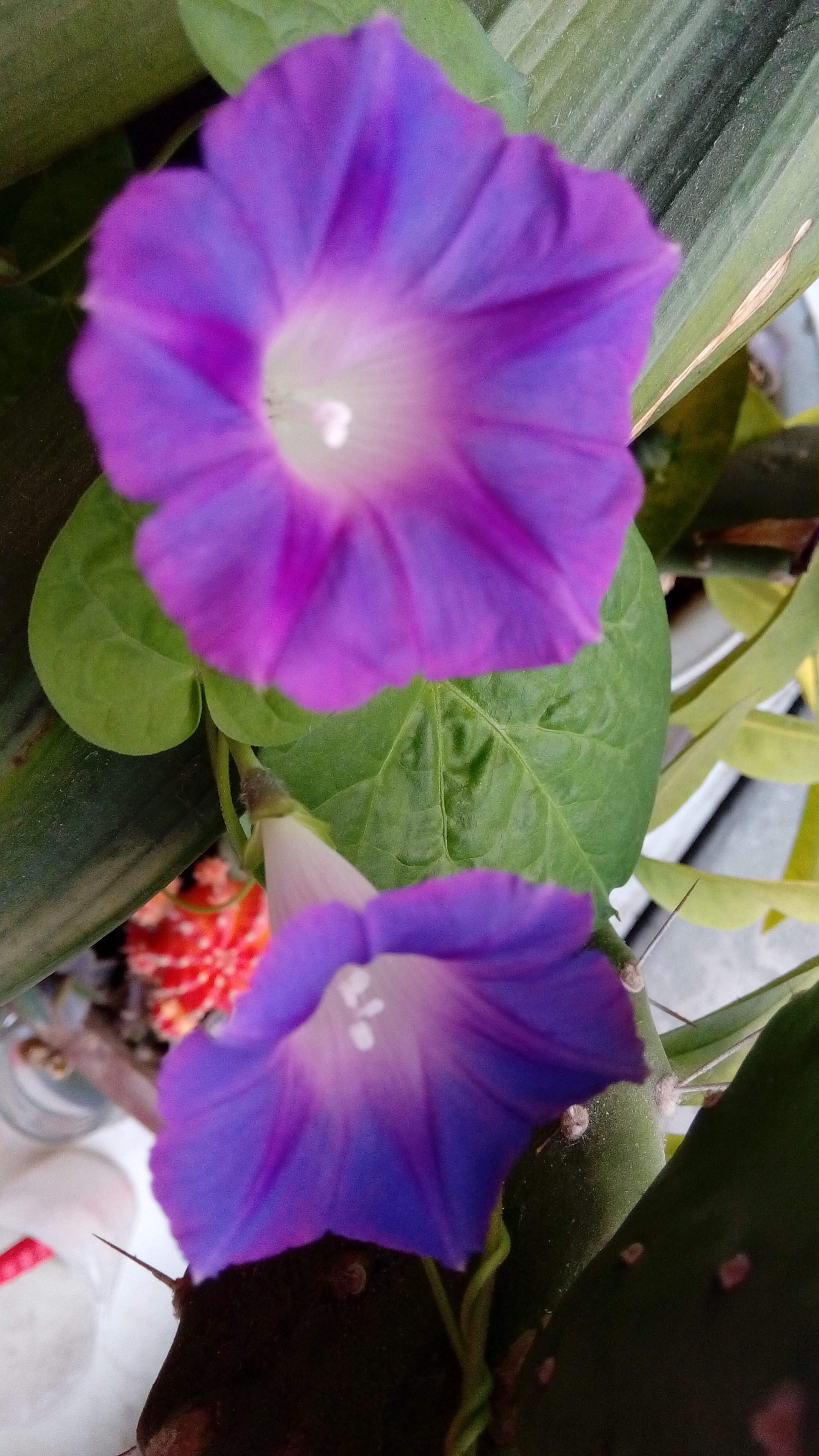 花盆里自己长出来的牵牛花
