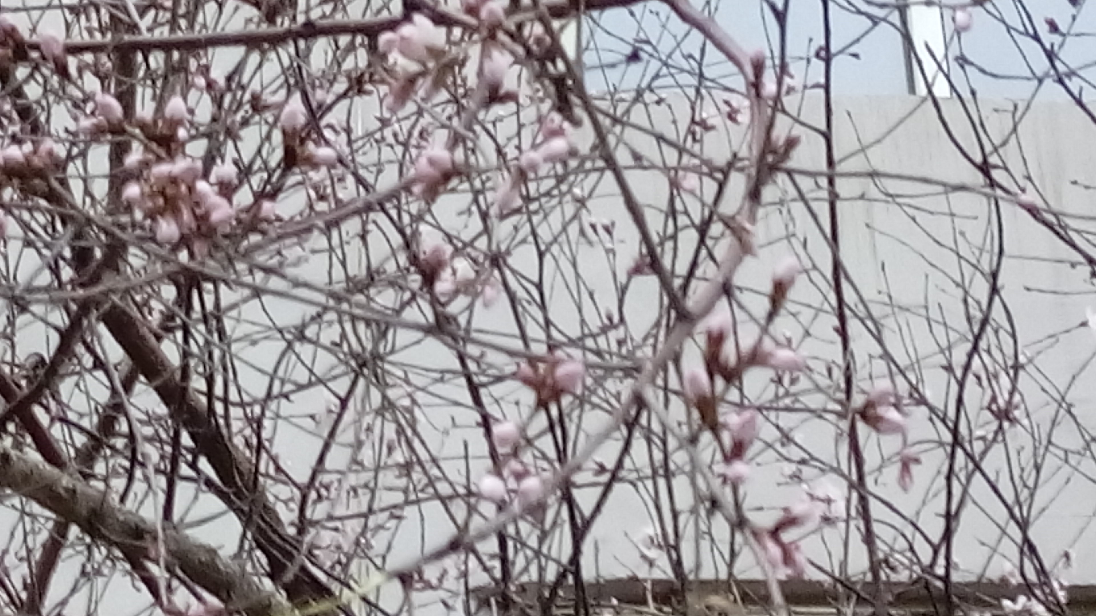 3月31曰摄