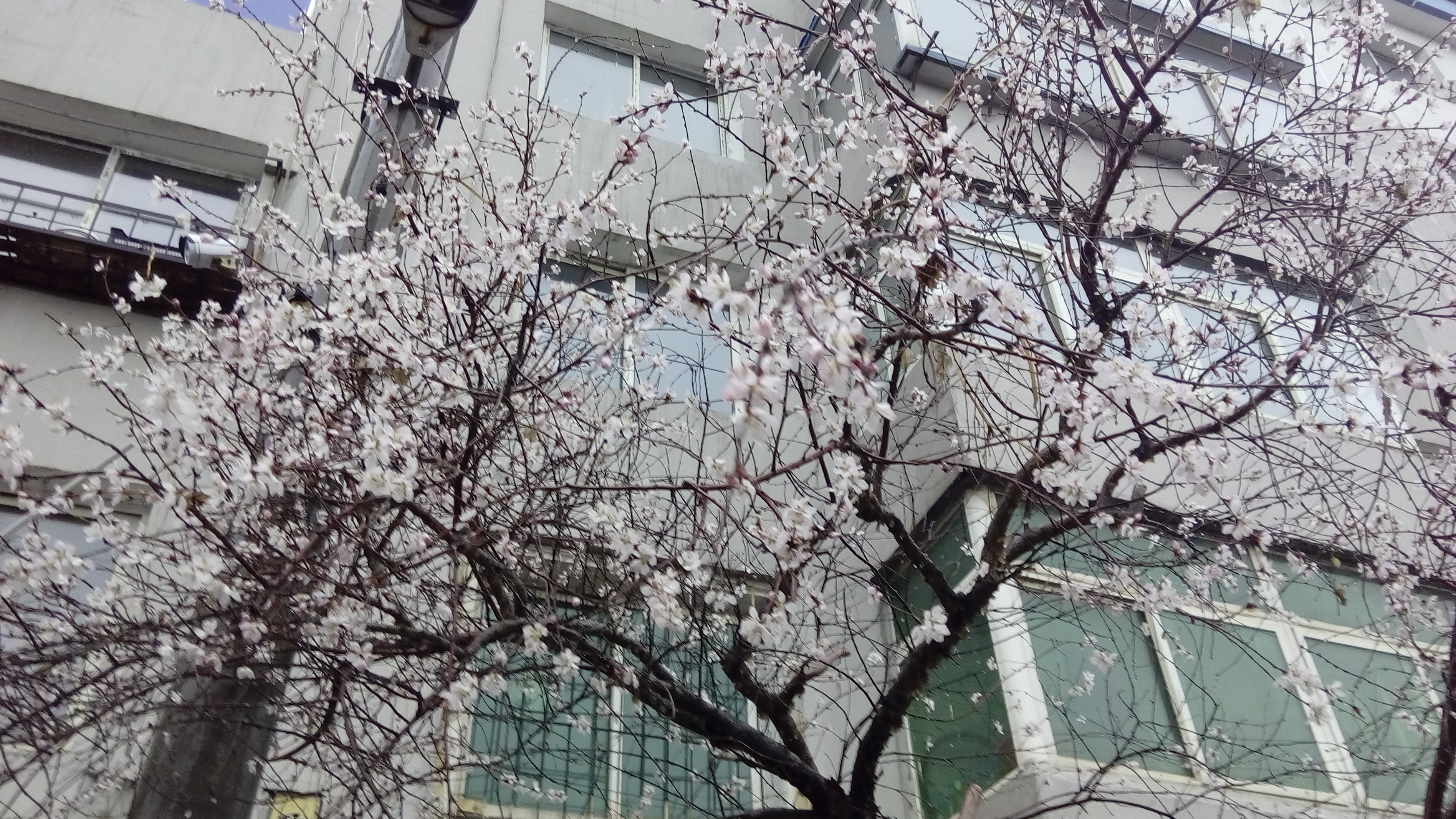 4月2日摄
