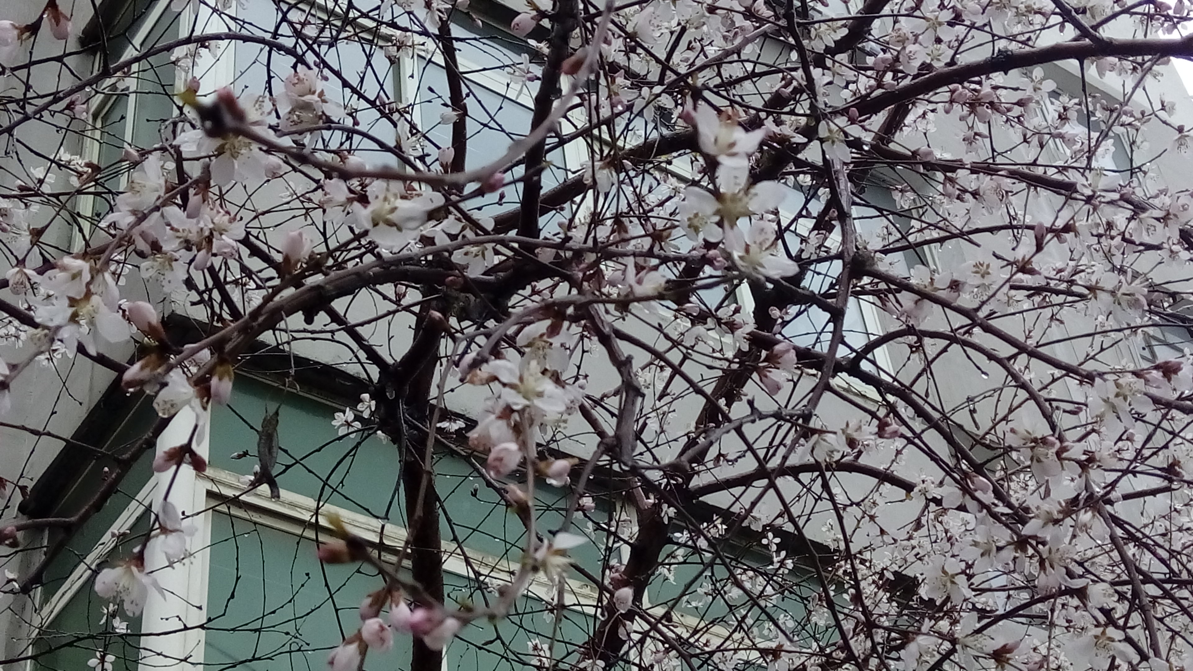 4月2日