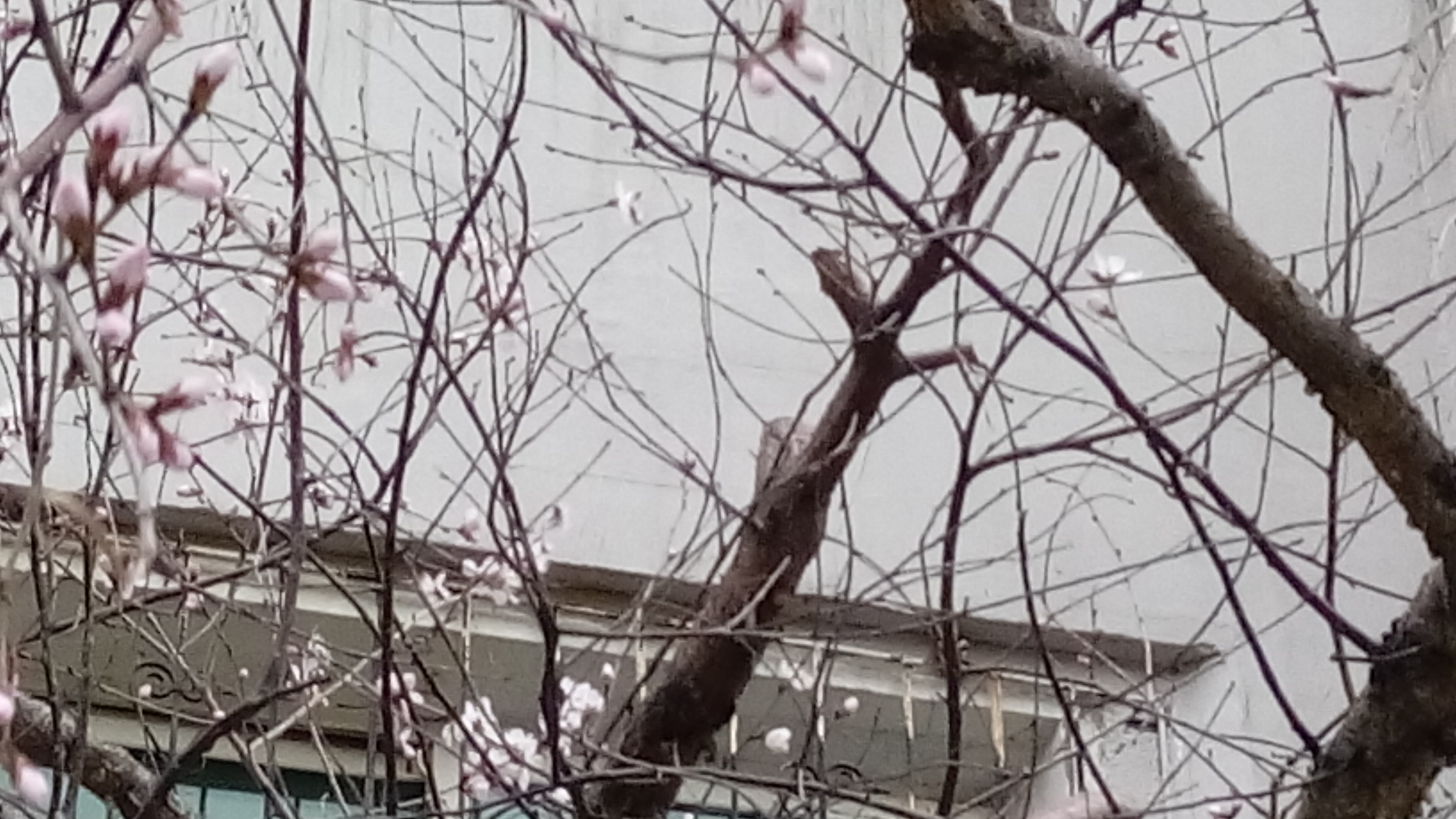 4月1日摄