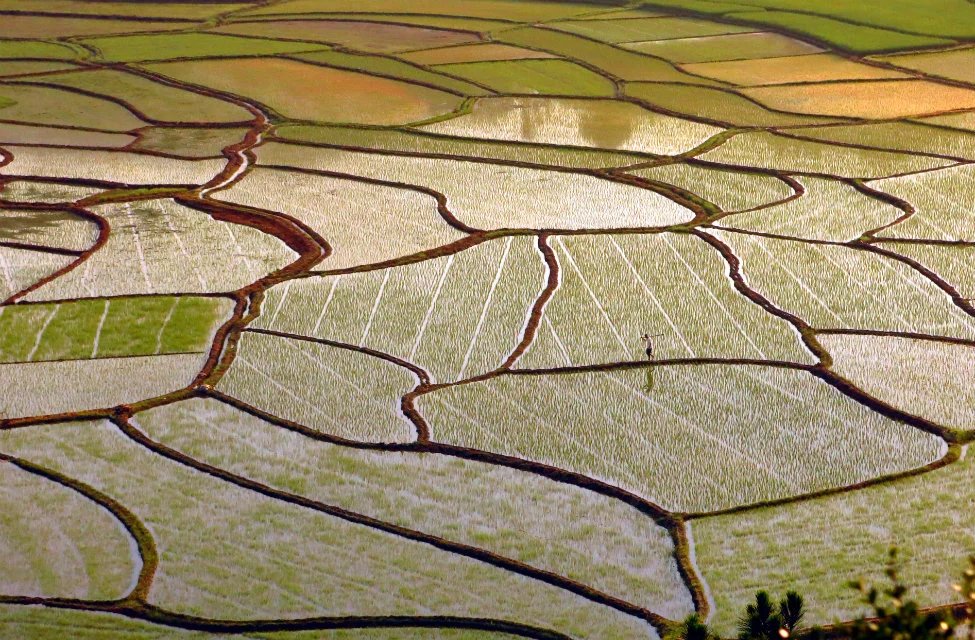 清晨水田