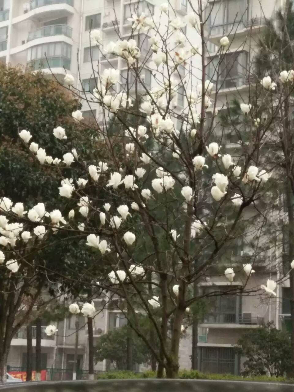 一树白玉兰